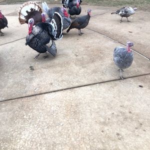 Meet your Posher, Nohle